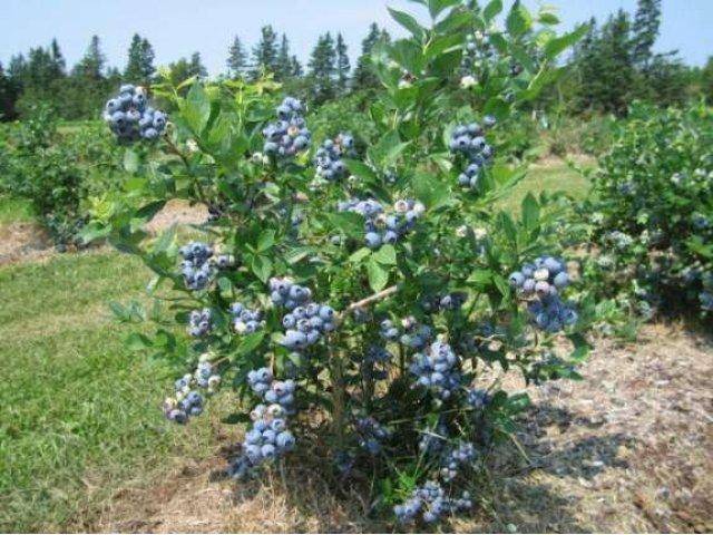 Голубика «дюк»: описание сорта и рекомендации по выращиванию