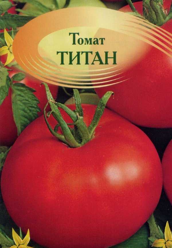 Томат титан: характеристика и описание сорта, урожайность, особенности выращивания и ухода, фото