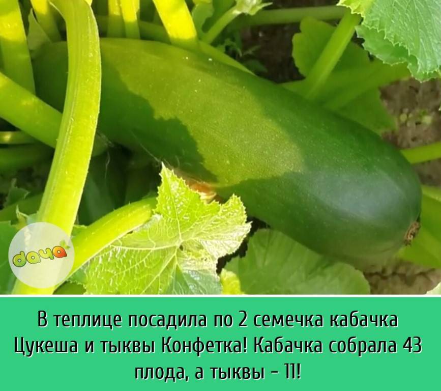 Когда сажать (сеять) кабачки на рассаду по лунному календарю 2018? сроки посадки кабачков в открытый грунт рассадой или семенами