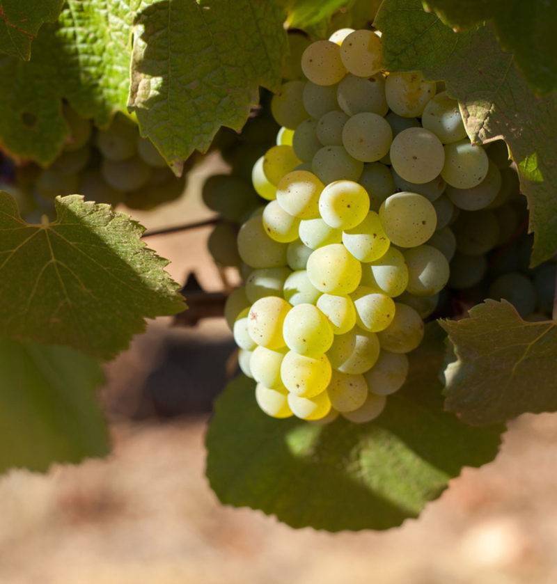 Виноград шардоне: описание и характеристика сорта, выращивание и уход