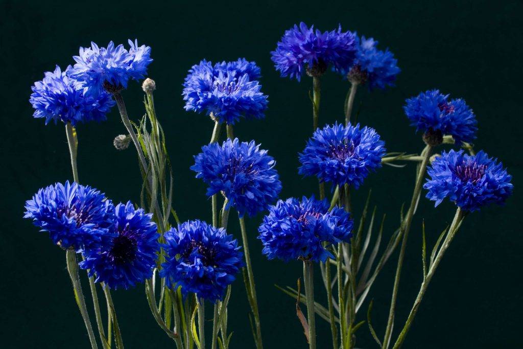 Цветок василек описание василек синий применение василек луговой