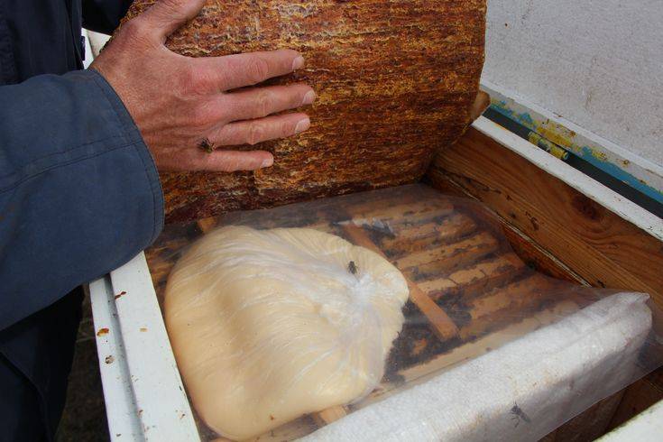 Подкормка пчел осенью сахарным сиропом пропорция воды и сахара
