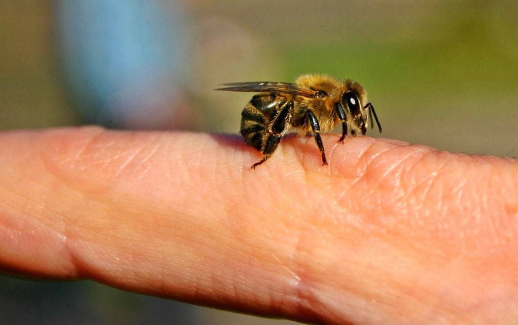 Первая помощь при укусе пчелы (народные средства): чем лечить в домашних условиях