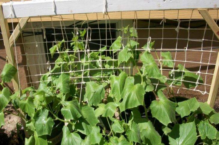 Выращивание огурцов в открытом грунте: правила и рекомендации