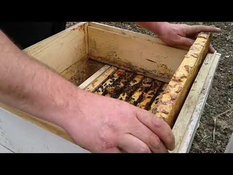 Сироп для пчел: подкормка сиропом на зиму, рецепты, пропорции