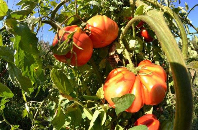 Обзор высокорослых сортов помидоров для теплиц и грядок