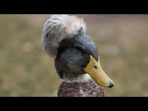 Хохлатая украинская утка: описание, внешний вид