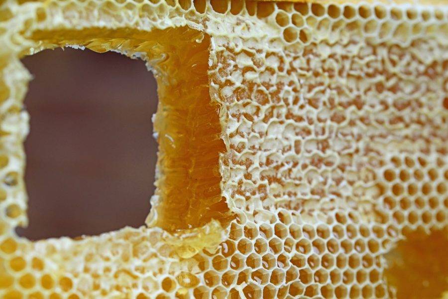 Какое количество мёда приносит пчела