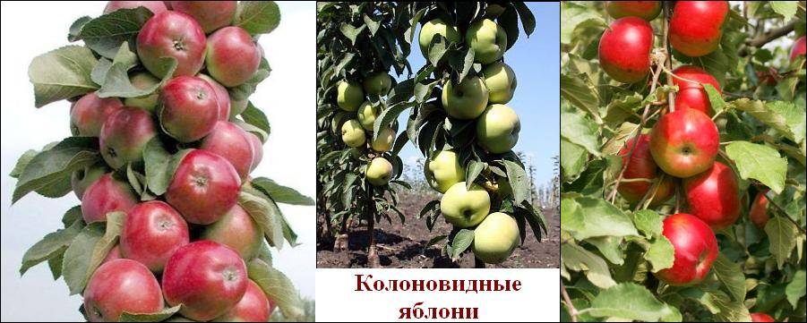 Описание сорта яблони васюган: фото яблок, важные характеристики, урожайность с дерева