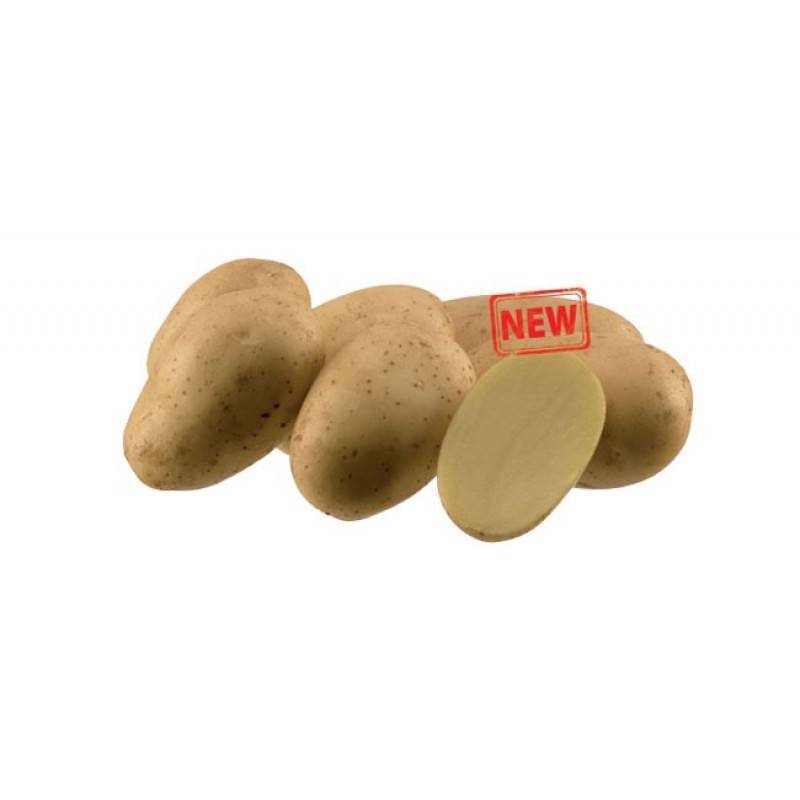 Картофель ласунок: описание сорта, характеристика, урожайность, отзывы, фото