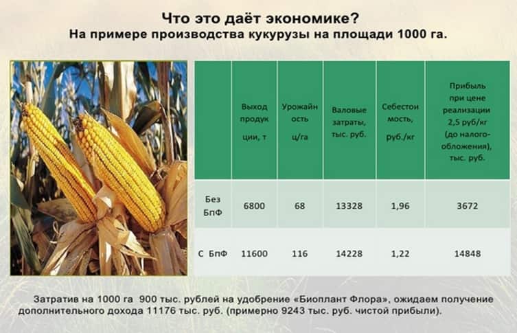 Подкормка кукурузы карбамидом и аммиачной селитрой: нормы