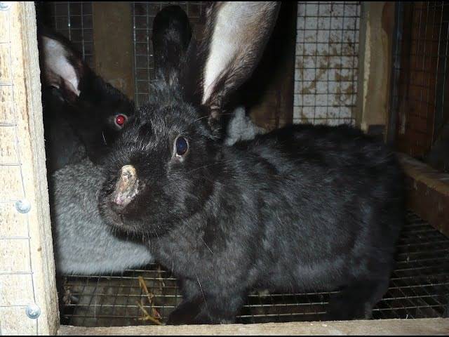 Миксоматоз у кроликов: насколько опасно заболевание для животных и человека?