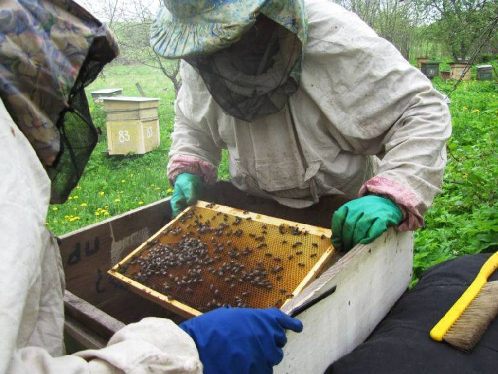 Пчелы в сентябре: работы на пасеке, особенности подготовки к зиме, видео