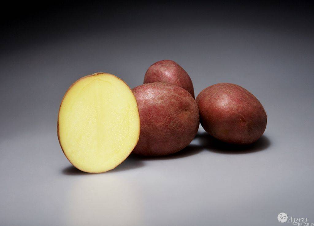 Картофель сорт шери: описание,характеристика, фото