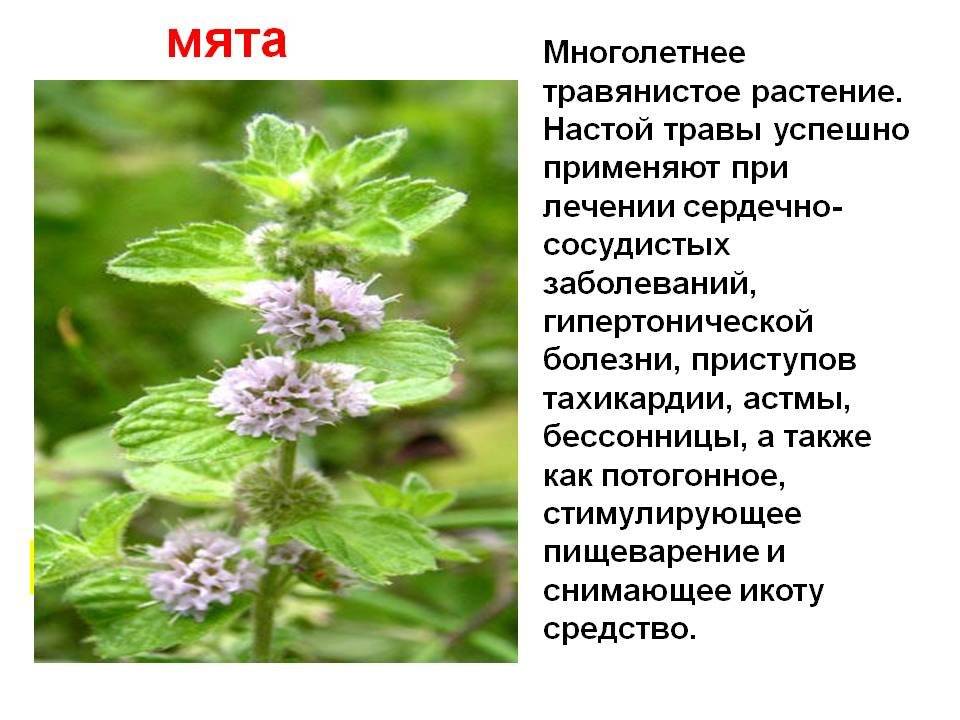 Мята: виды, полезные свойства, заготовка, состав | luculentia.ru
