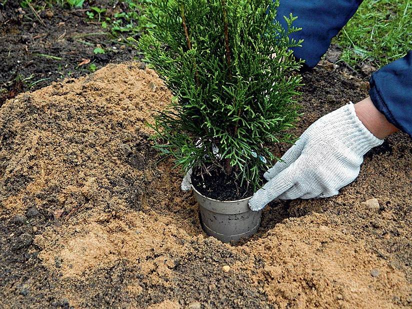 Как посадить тую в открытый грунт: инструкция, уход и выращивание рстения