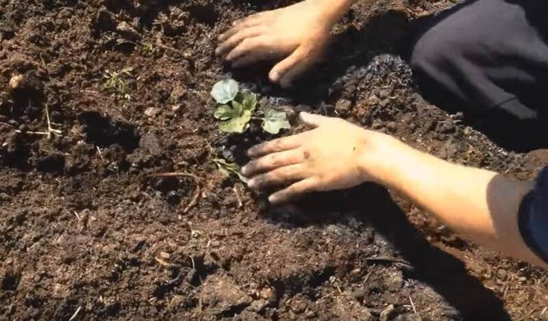 Как и когда сажать арбузы на рассаду и в грунт в 2021 году