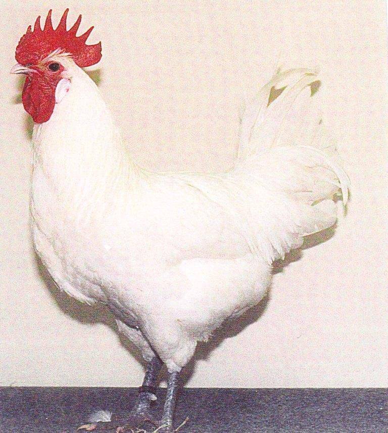 Бресс-галльская порода кур, курица bresse (описание с фото и видео)