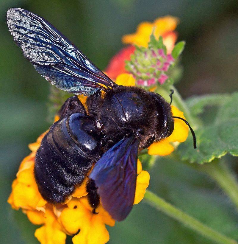 Пчела: описание, размножение, образ жизни, ареал, питание, враги, как делают мед, интересные факты. пчела – создатель меда
