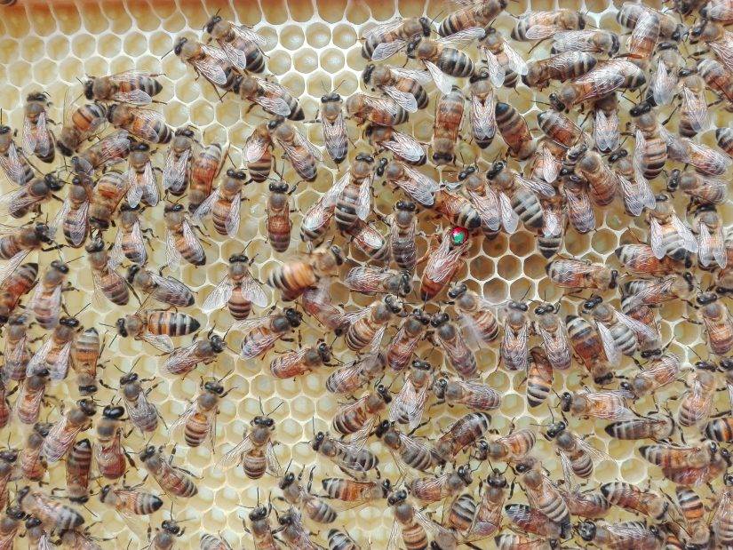 Пчелы бакфаст: описание породы и правила содержания