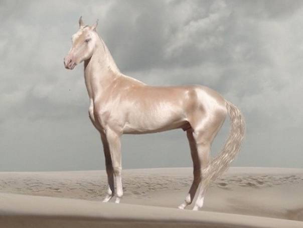 Декоративная лошадь фалабелла: фото, цена, описание породы