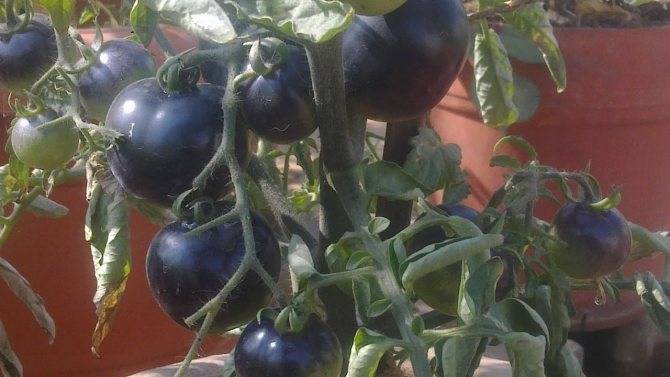 Индиго роуз: описание сорта томата, характеристики помидоров, посев