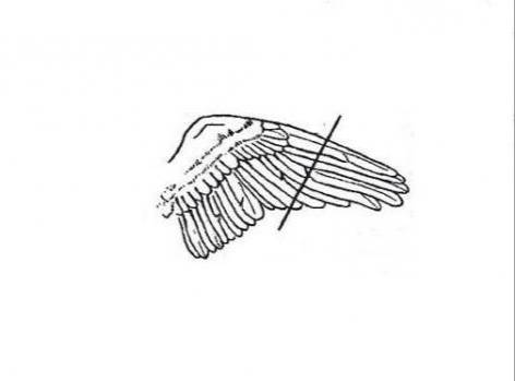 Инструкция по обрезке крыльев - агро эксперт