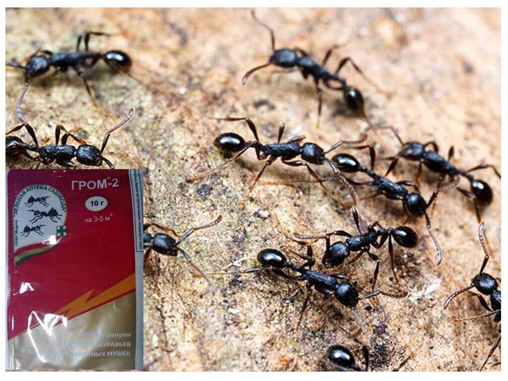 Как избавиться от муравьев в огороде навсегда в теплице и квартире