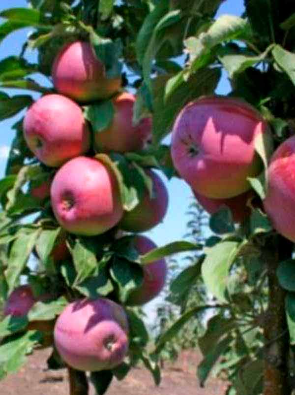 Колоновидная яблоня васюган: описание сорта, посадка, уход, фото, отзывы