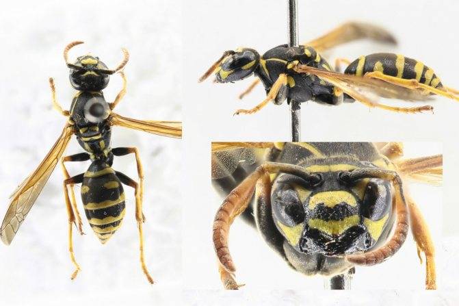 Жалящая оса и пчела: отличия в укусах