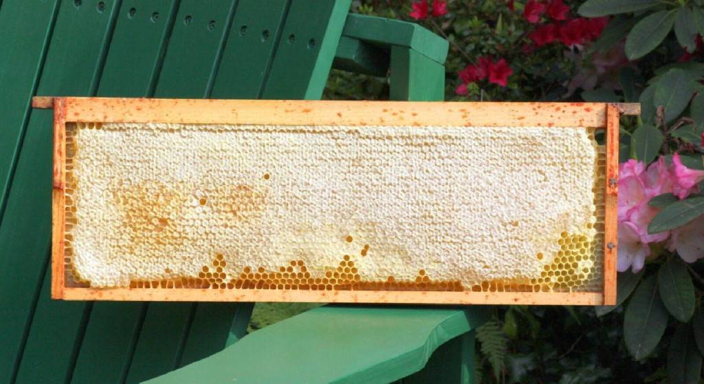 Сколько меда оставлять пчелам на зиму