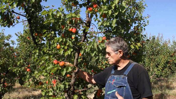 Выращивание абрикоса: посадка и уход в средней полосе россии