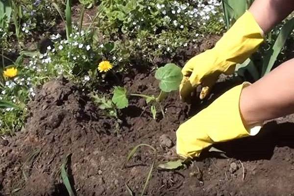 Посадка кабачков рассадой в открытый грунт: как сажать, подготовка, уход, подкормка
