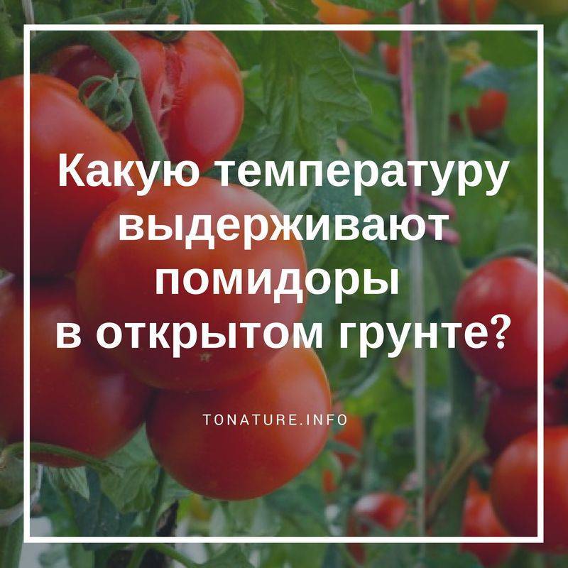 Какую температуру выдерживают помидоры в открытом грунте