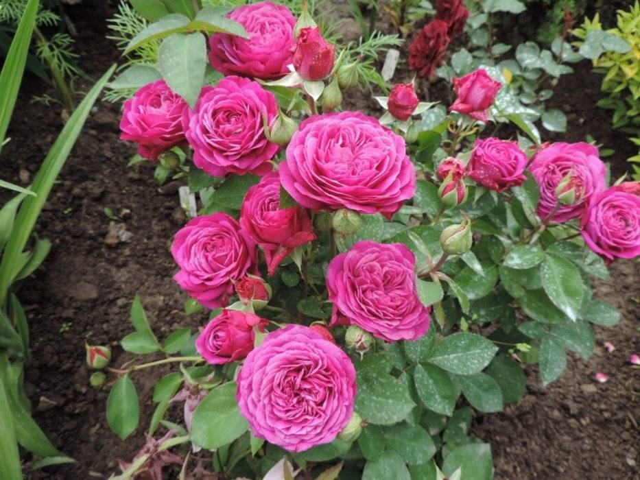 Описание сорта розы хайди клум: плюсы и минусы цветка, как выращивать, уход