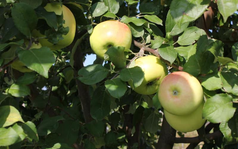 Характеристики позднелетней яблони сорта юбиляр - мы дачники