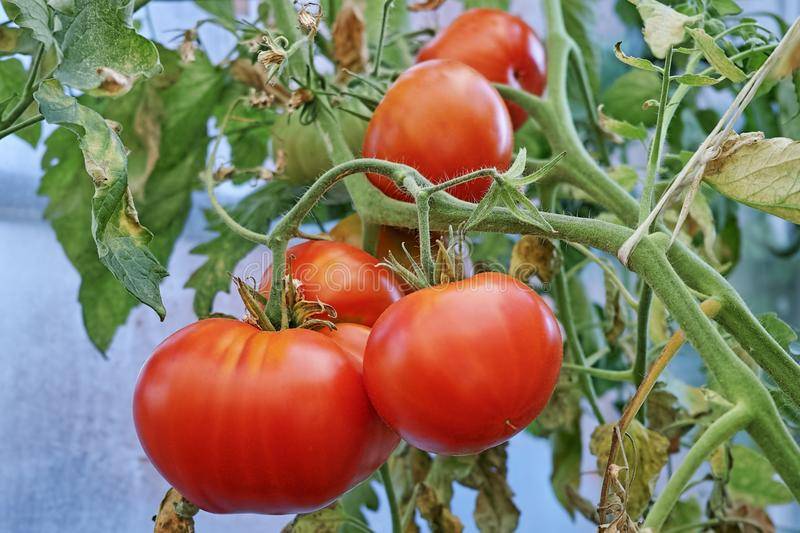 Описание и выращивание томата король гигантов
