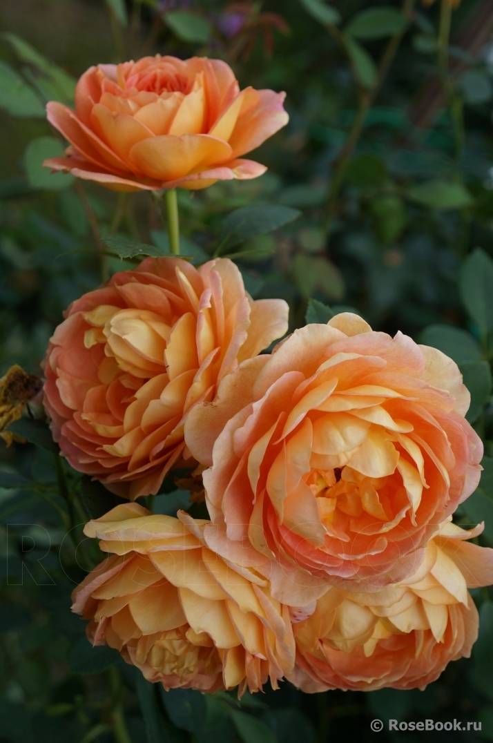 Роза леди оф шалот (lady of shalott): фото, отзывы, описание кустарниковой парковой розы остина, характеристики, выращивание в полутени