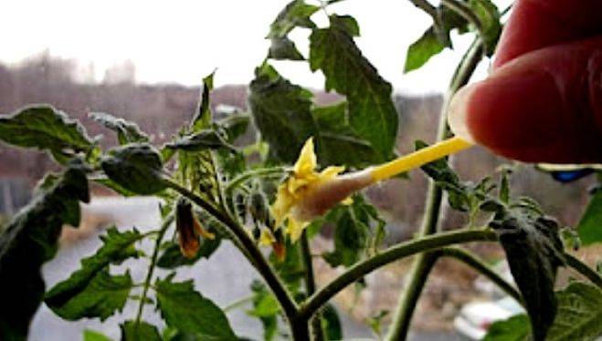 Как опылять помидоры в домашних условиях, опыление томатов в теплице