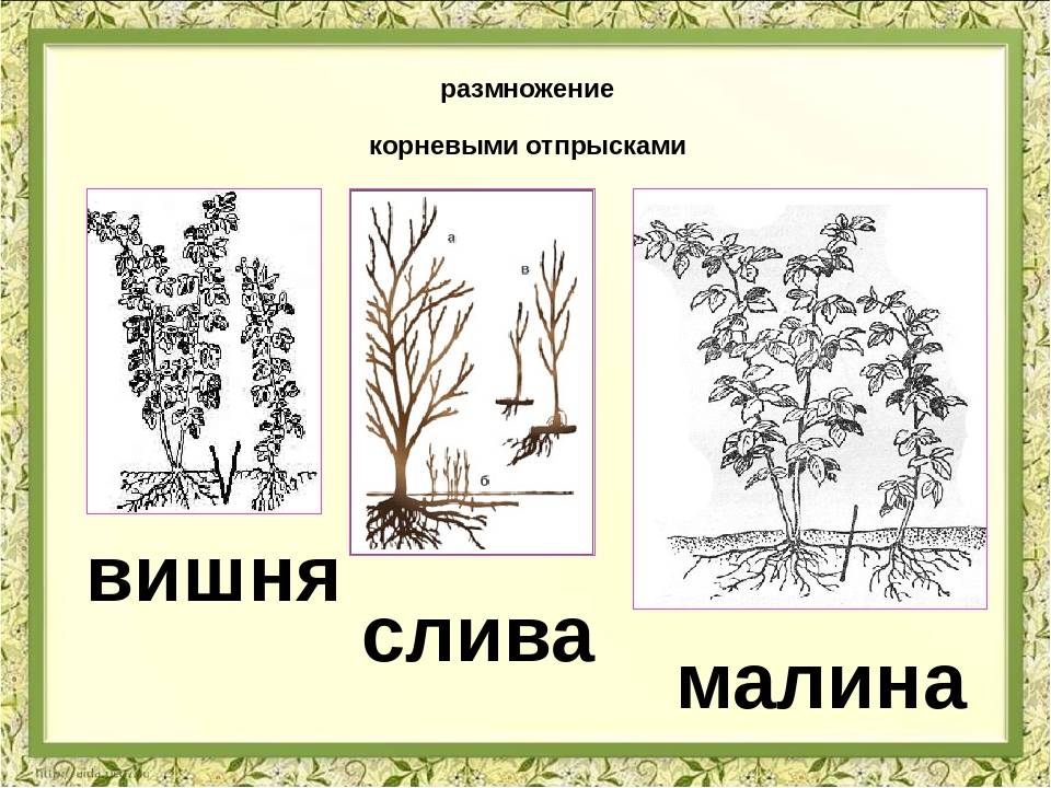 ᐉ как из веточки вырастить сливу - godacha.ru