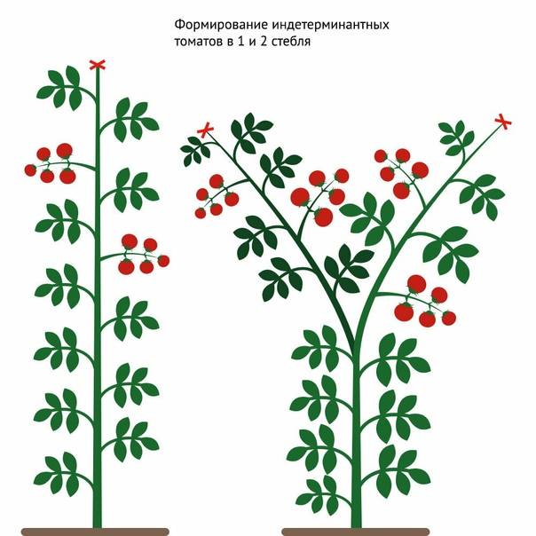 Правила формирования томатов в открытом грунте: время, сорт, форма куста — для хорошего урожая все имеет значение