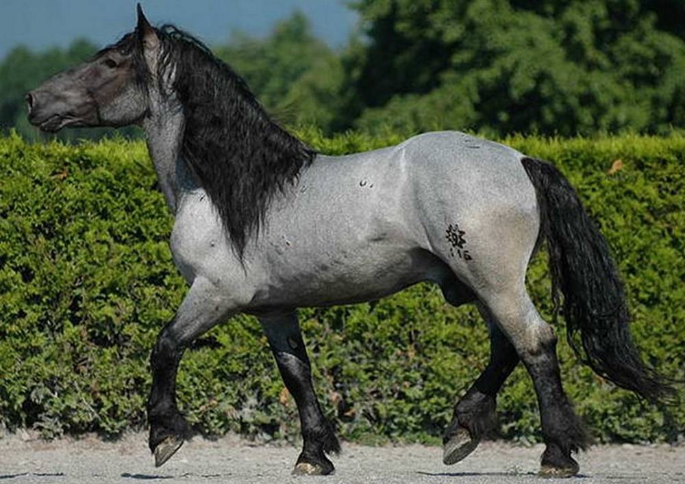 О чалой масти лошади: описание особенностей и характеристик масти чалых коней