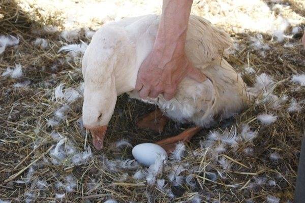Как добровольно и принудительно посадить гуску на яйца и возможные проблемы