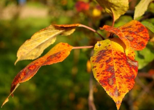 Серьезные причины, почему у яблони ржавеют листья