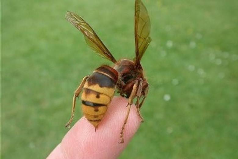 Шмель опасен для человека. Шмель пчела Оса Шершень укусы. Шершень Астраханский.