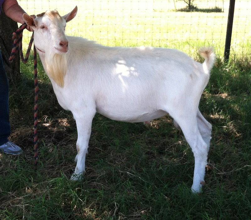 Какие бывают козы: разновидности и описание. самые лучшие породы коз с характеристиками и фото