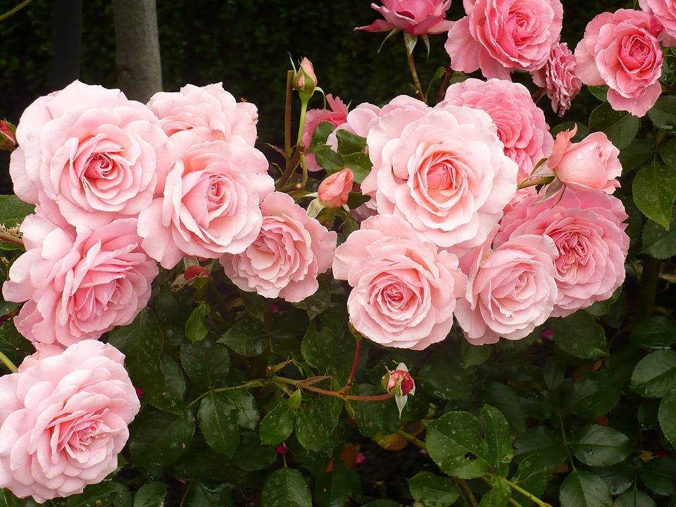 Розы остинки: виды и особенности посадки в саду