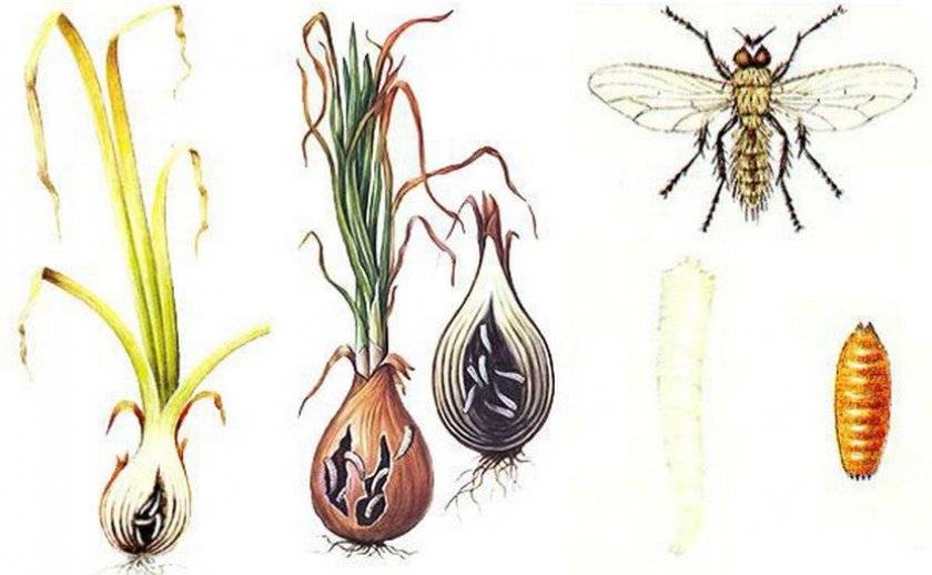 Луковая муха: подробно о вредителе и методах борьбы с ним