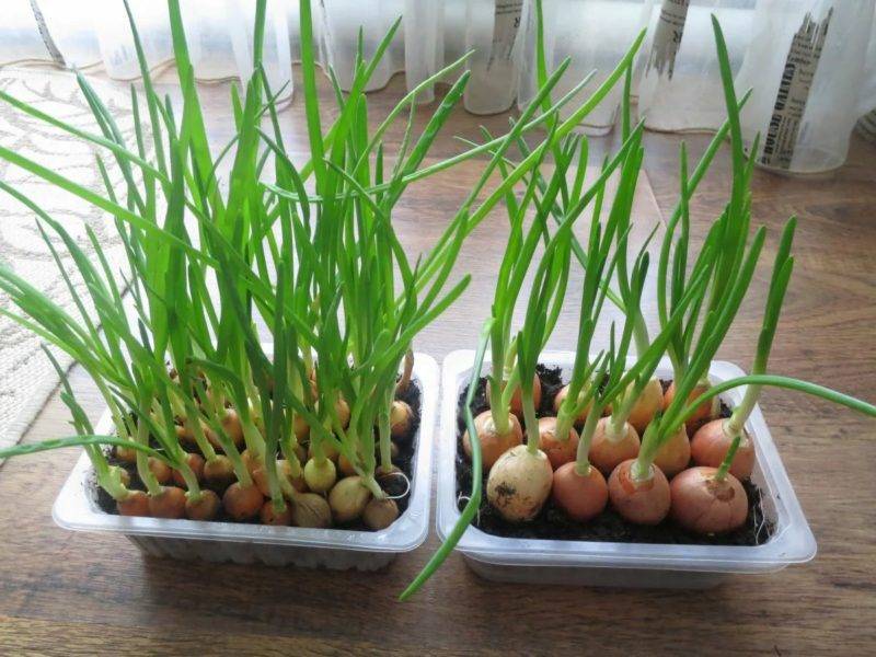 О высаживании лука севка дома: как посадить лук в бутылке на зелень дома