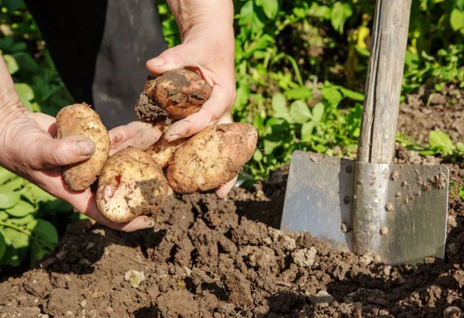Копаем картошку: копка картофеля мотоблоком, лопатой и мотокультиватором